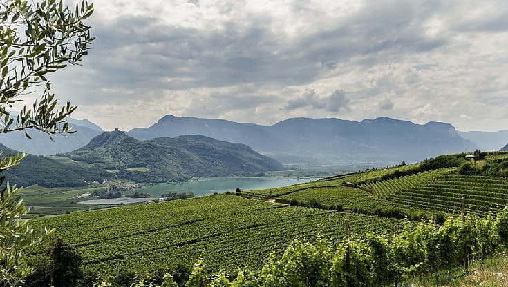 Sorsi di stile in Alto Adige: ecco le cantine che intrecciano architettura e viticoltura
