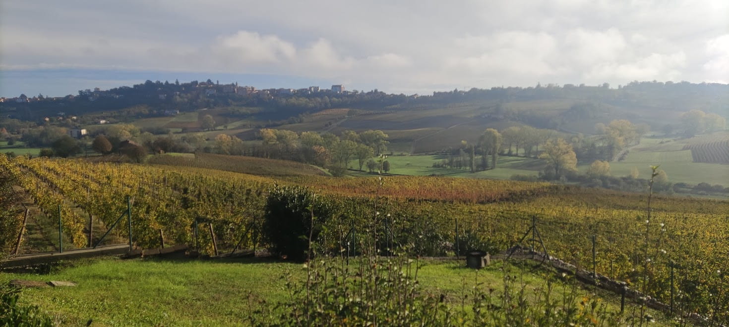 Vino, appello di Federbio: &ldquo;Scegliete il biologico, fa bene all&rsquo;ambiente e alla salute&rdquo;