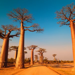 Quali vaccinazioni per un viaggio in Madagascar ad agosto?