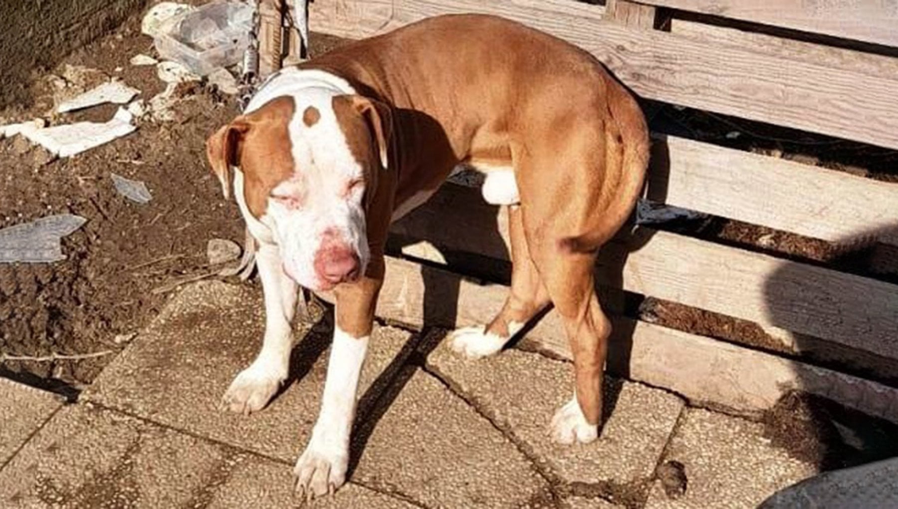 La storia di Birillo, il cane Amstaff trovato legato a una catena ora ...