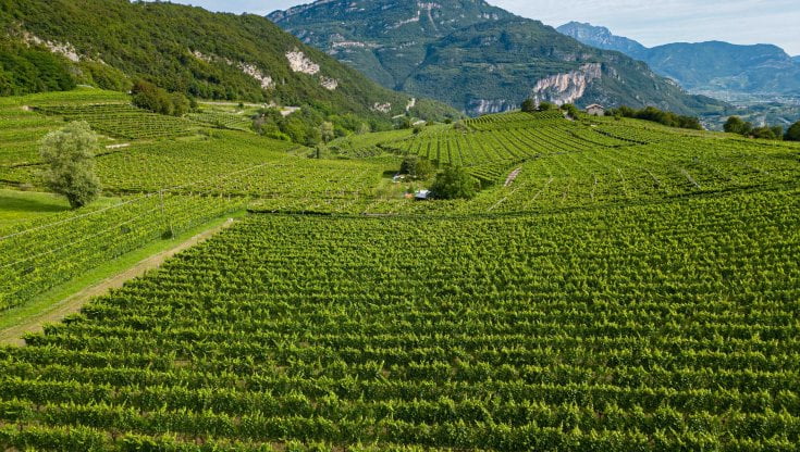 Le vigne Cavit sull'altopiano del Brentonico