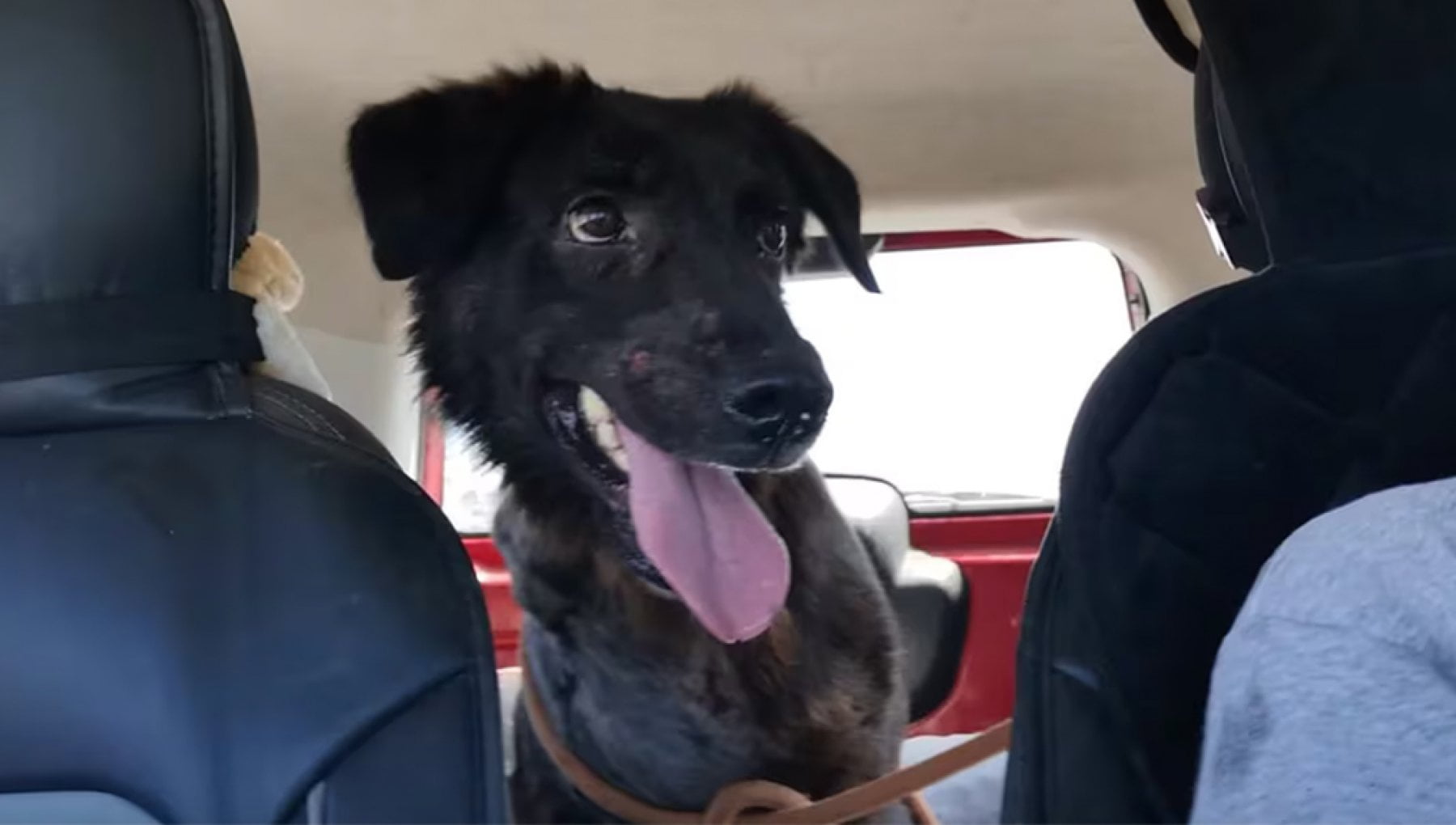 La rinascita di Negrito, il cane che ha perso una zampa per la crudeltà ...