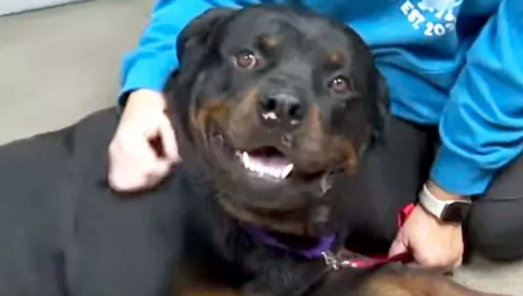 Il cane Zeus sopravvive al tornado che ha distrutto la sua casa ...