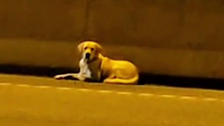 Attraversa a piedi l’autostrada per salvare la vita di un cane e lo ...