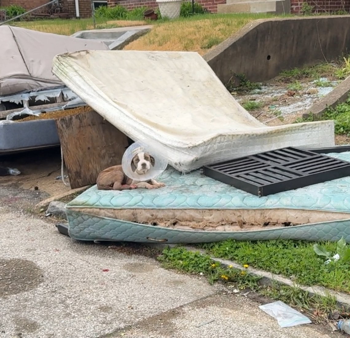 Il lieto fine di Laelynn, cane ferito trovato su un materasso in strada ...