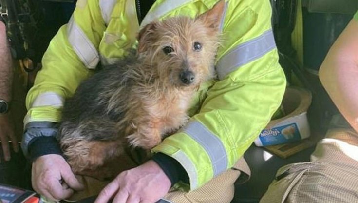 Dopo l'intervenuto in un incidente, pompiere adotta il cane trovato ...