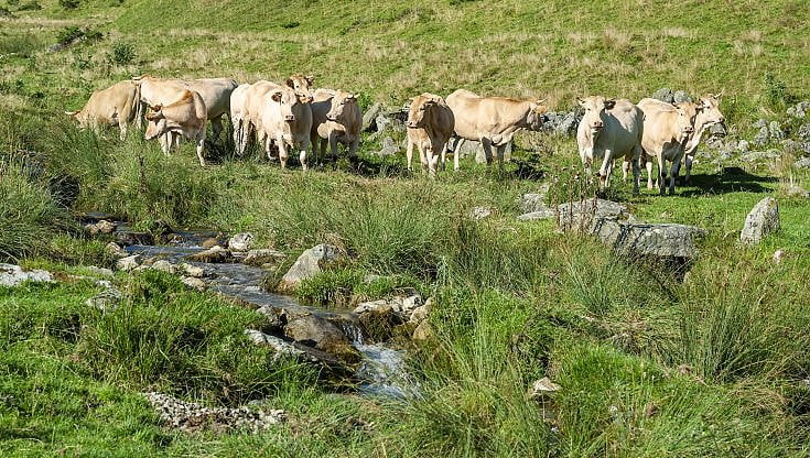 Blonde d'Aquitaine, la delicatezza nel piatto