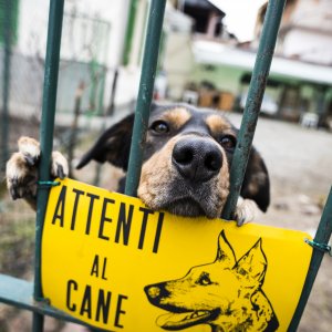 Cartello Attenzione Cane Rottweiler - Segnale Di Avviso Per Recinzione, Protezione Anti-intrusione Resistente Agli Agenti Atmosferici