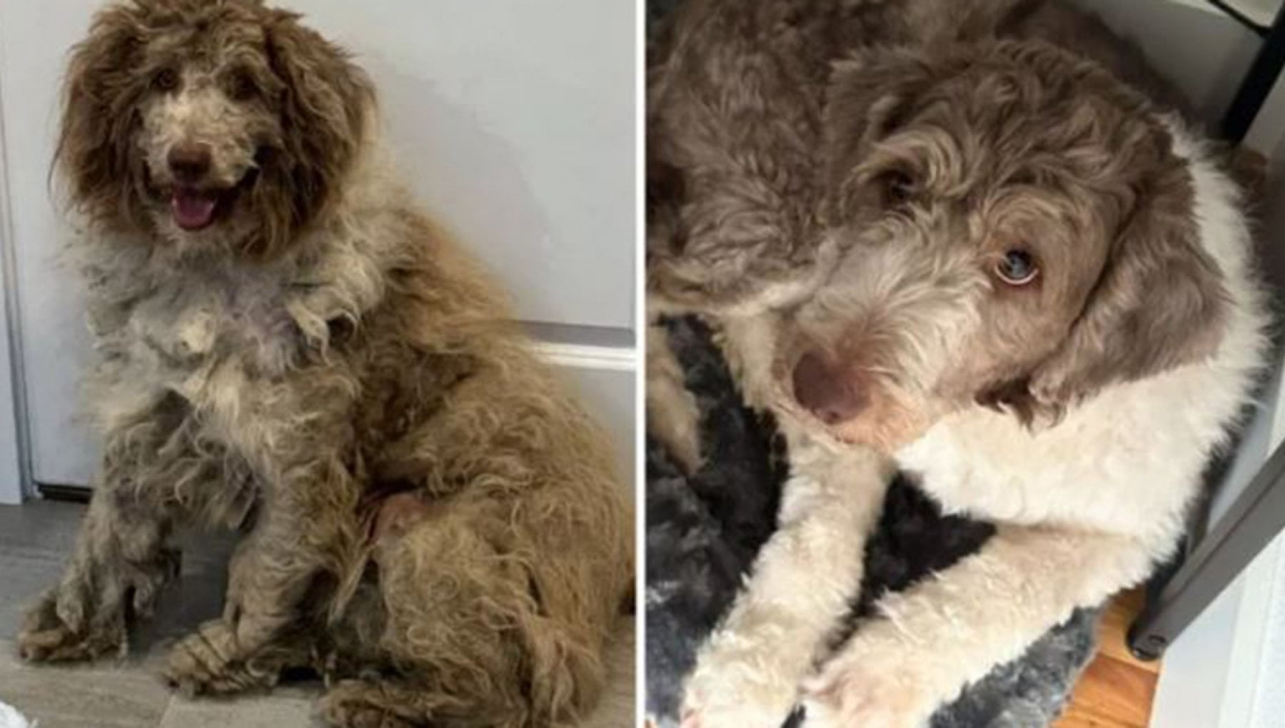 La trasformazione di Noa, il cane salvato dalla strada che scopre che ...