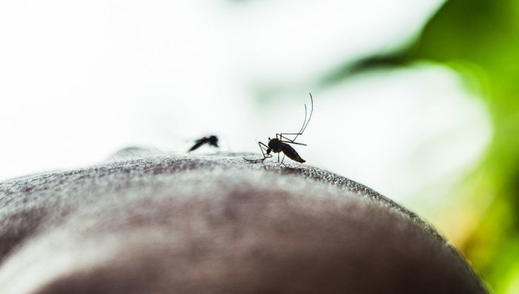 Ema approva primo vaccino contro Chikungunya per adulti