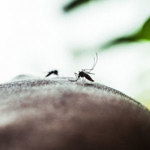 Ema approva primo vaccino contro Chikungunya per adulti