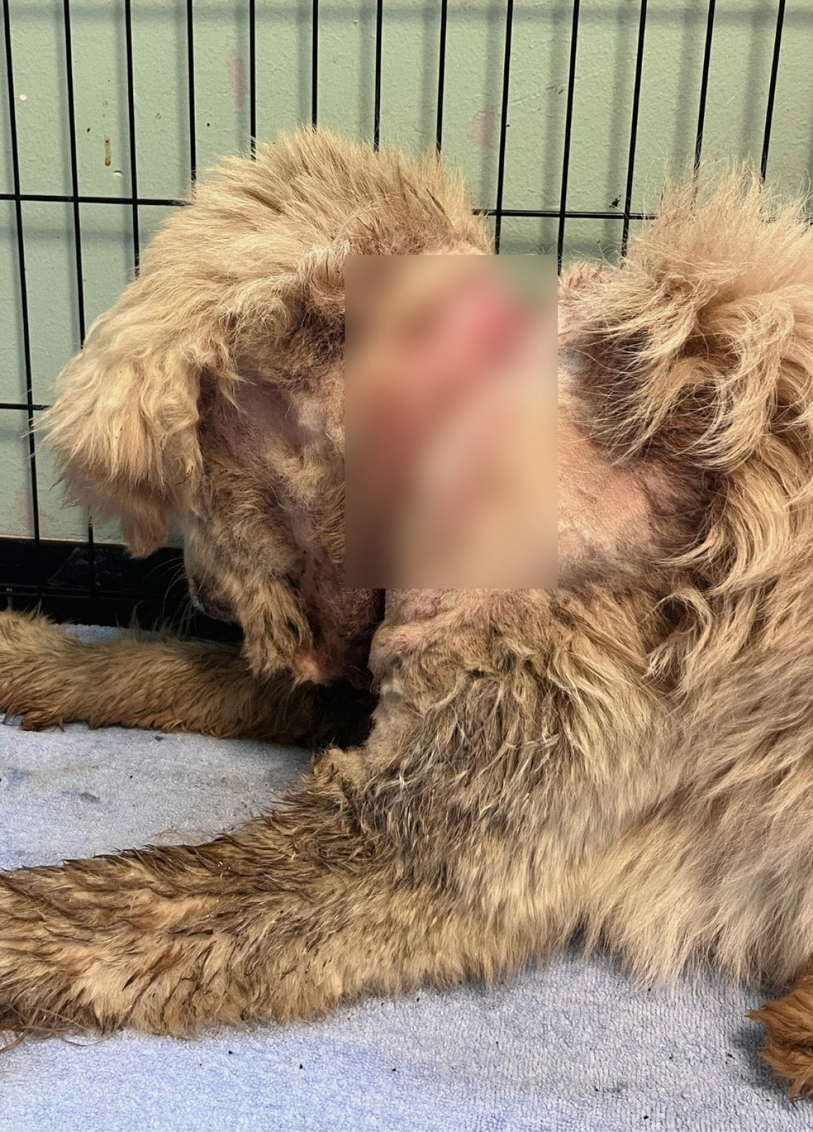 La trasformazione di Wesley, il cane abbandonato con un corda al collo ...