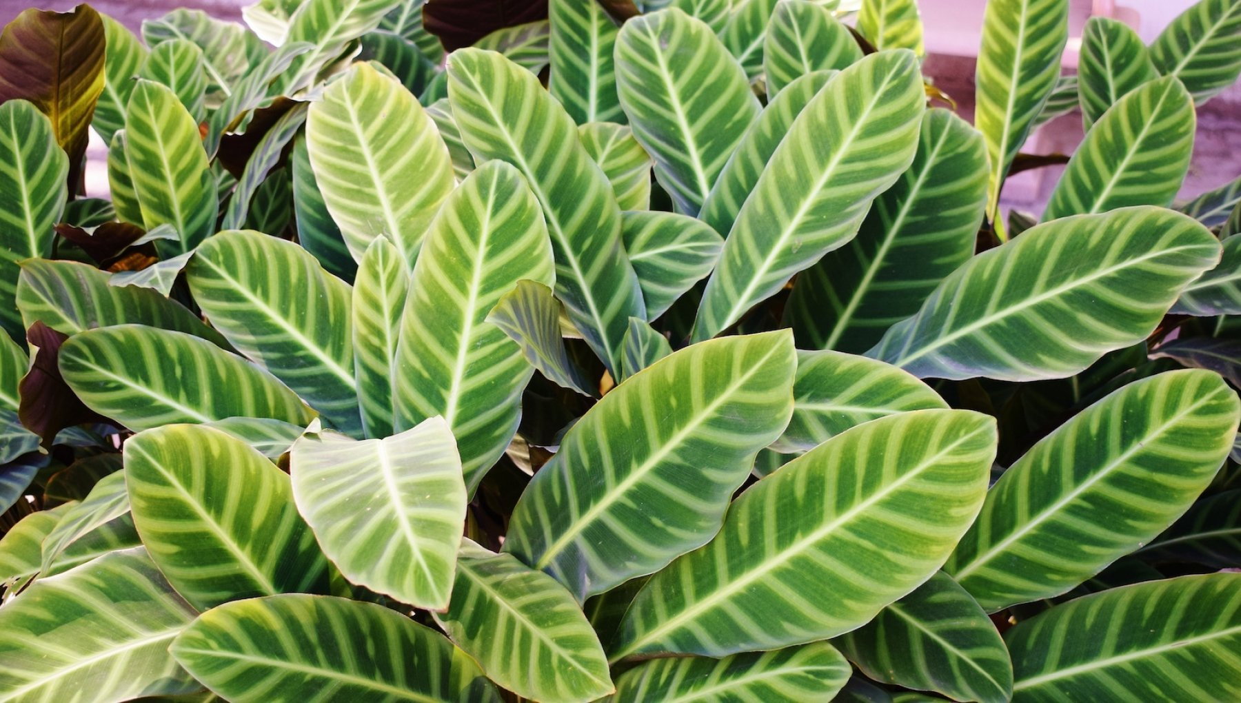 Calathea: tipi e cura della pianta che purifica l'aria - la Repubblica