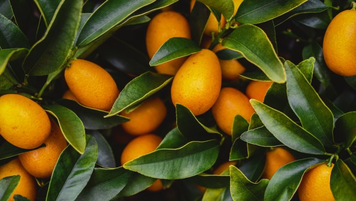 Kumquat (mandarino cinese): coltivazione in giardino o vaso, cura e consigli