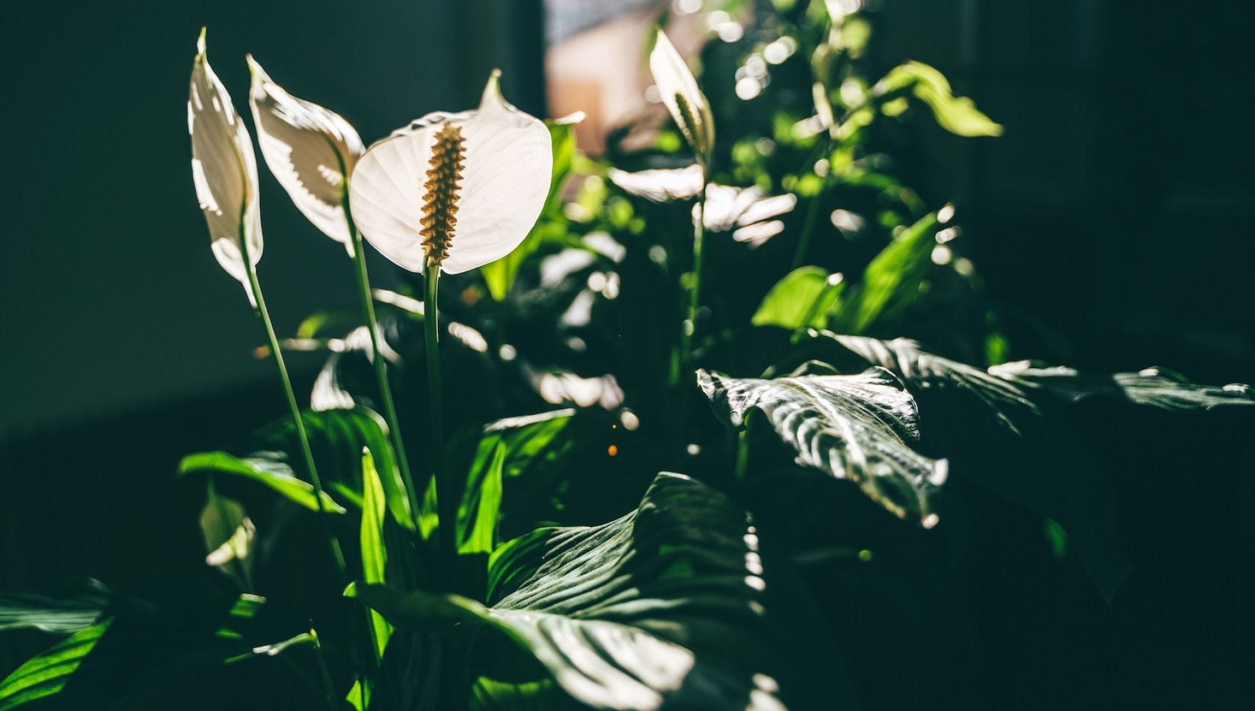 Spathiphyllum (barış zambağı): bakım, ne zaman saksı değişimi, gübreleme ve sulama