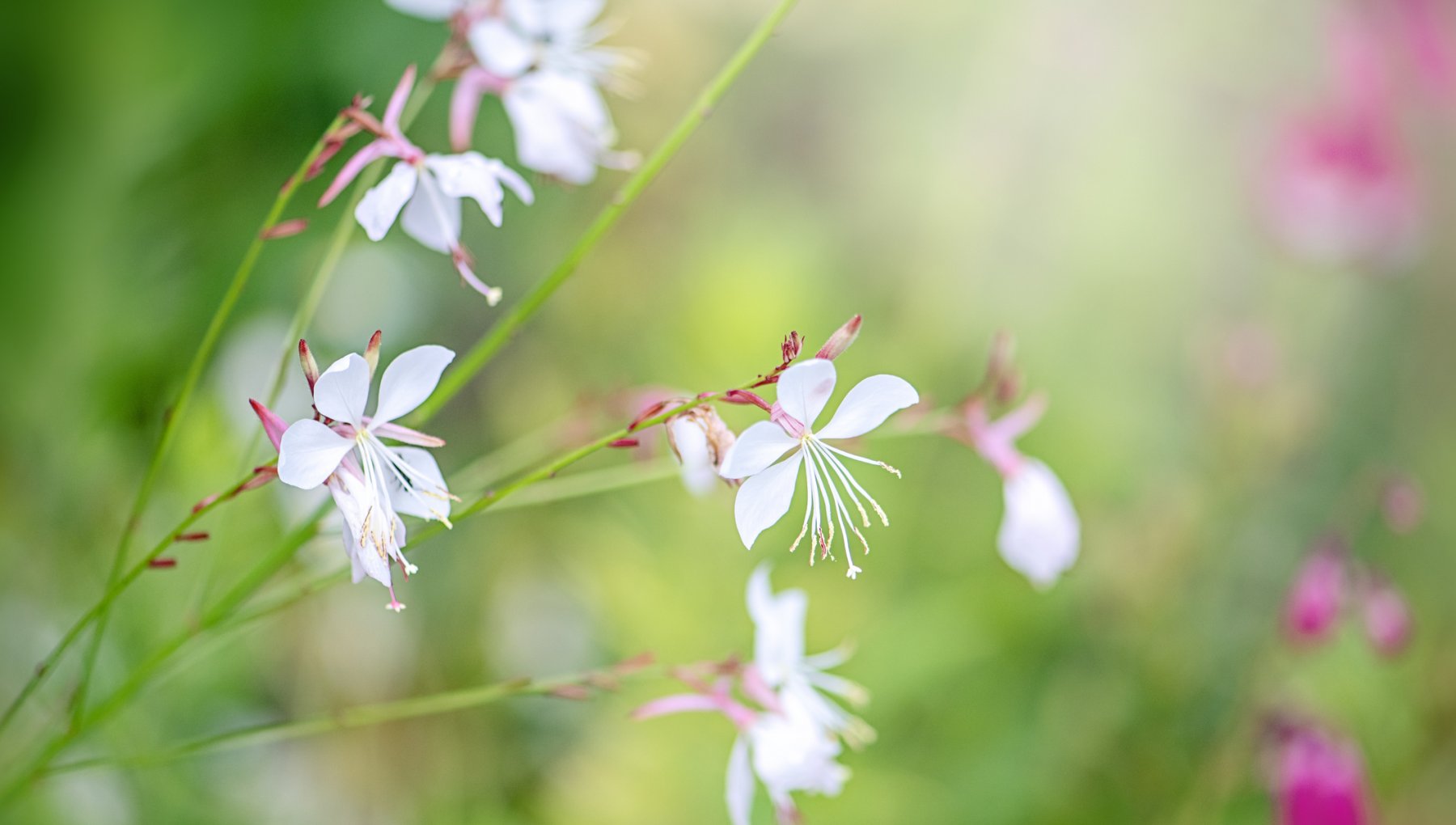 Gaura lindheimeri: yetiştirme, bakım, maruz bırakma ve budama