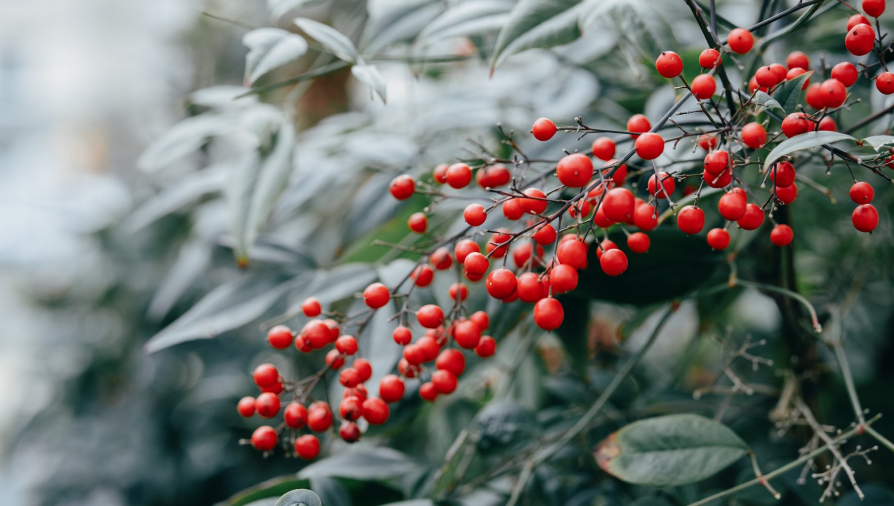 Nandina domestica: yetiştirme, bakım ve budama