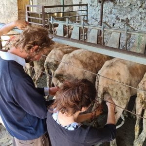 E dopo la maturità torno a scuola. Per imparare a fare il pastore