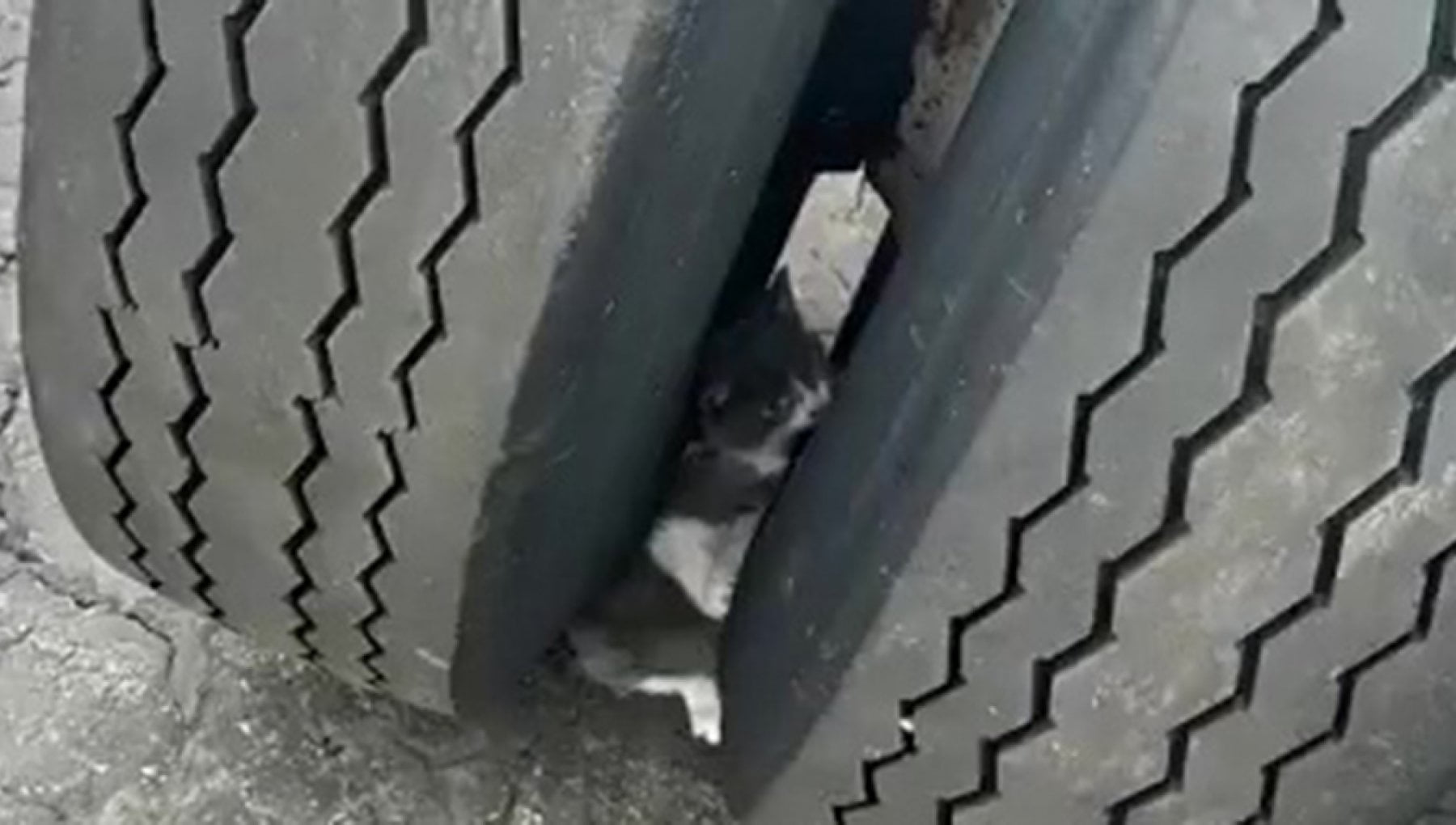 Le sorprendenti immagini del salvataggio di un gatto intrappolato nello ...