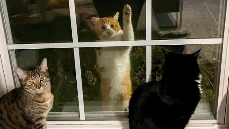 Il gatto Phoebe si arrampica su una finestra e trova una vita migliore ...