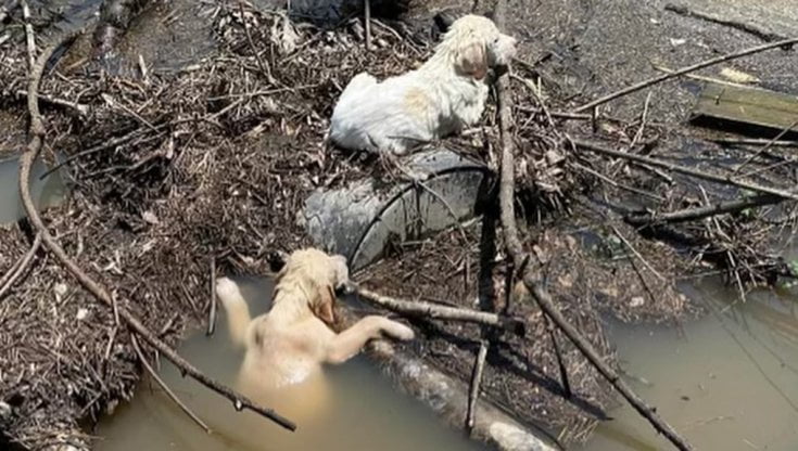 Gettati da un'auto due cuccioli di cane lottano in un ruscello, il loro salvatore arriva dal nulla