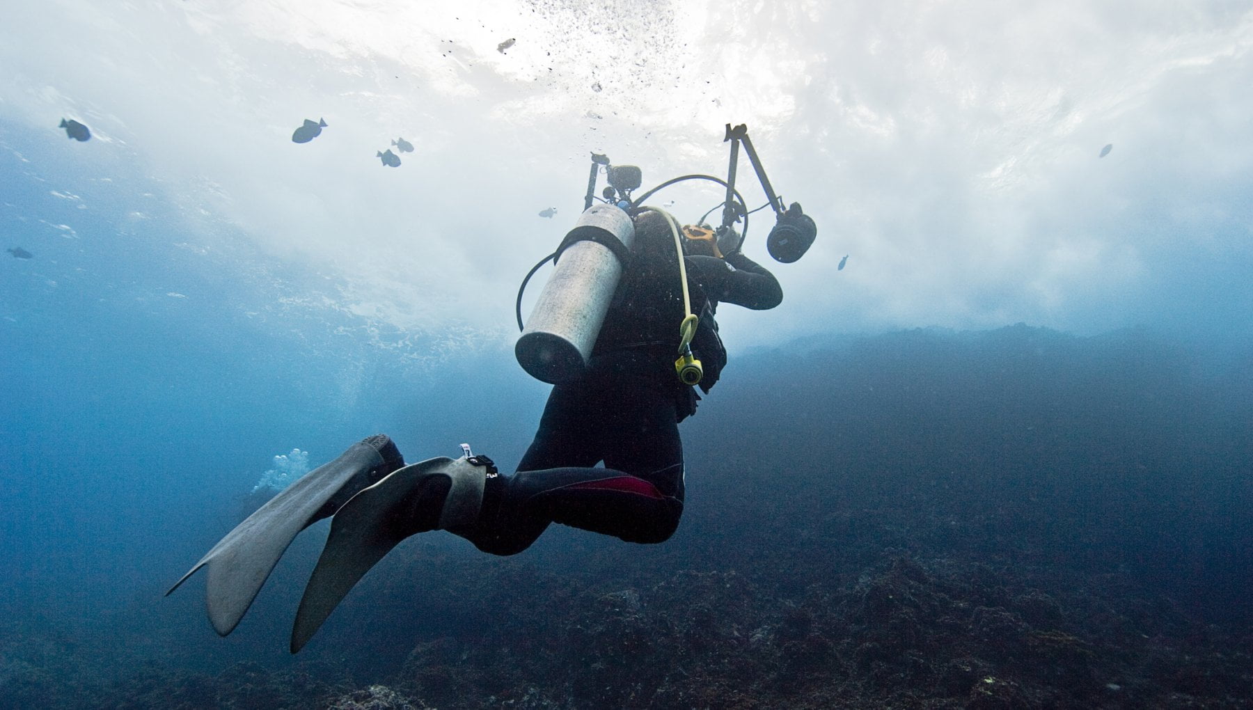 Garantire la biodiversità e tutelare il mare: ecco il progetto che ...
