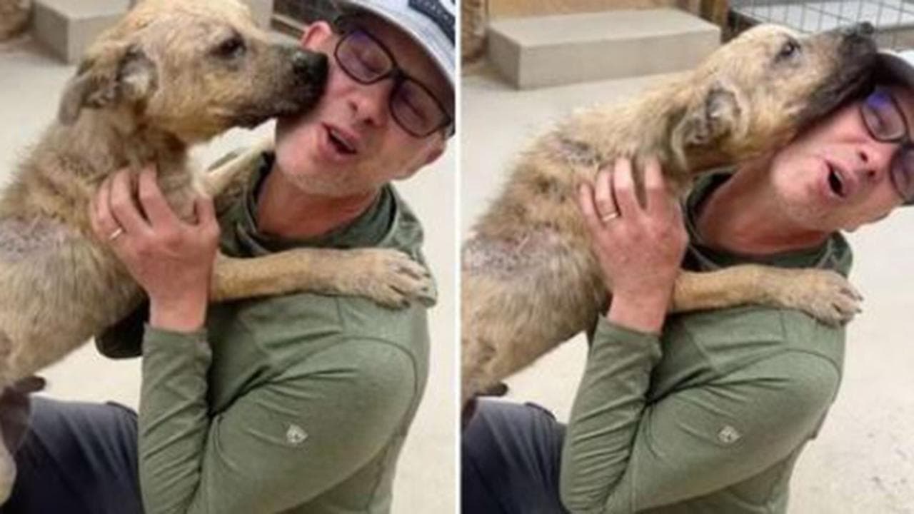 La reazione del cane quando capisce di essere stato adottato - La Stampa