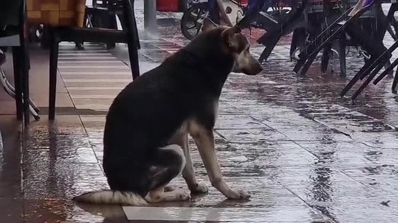 Grazie a questo video il cane Bairava ha ritrovato il suo proprietario ...