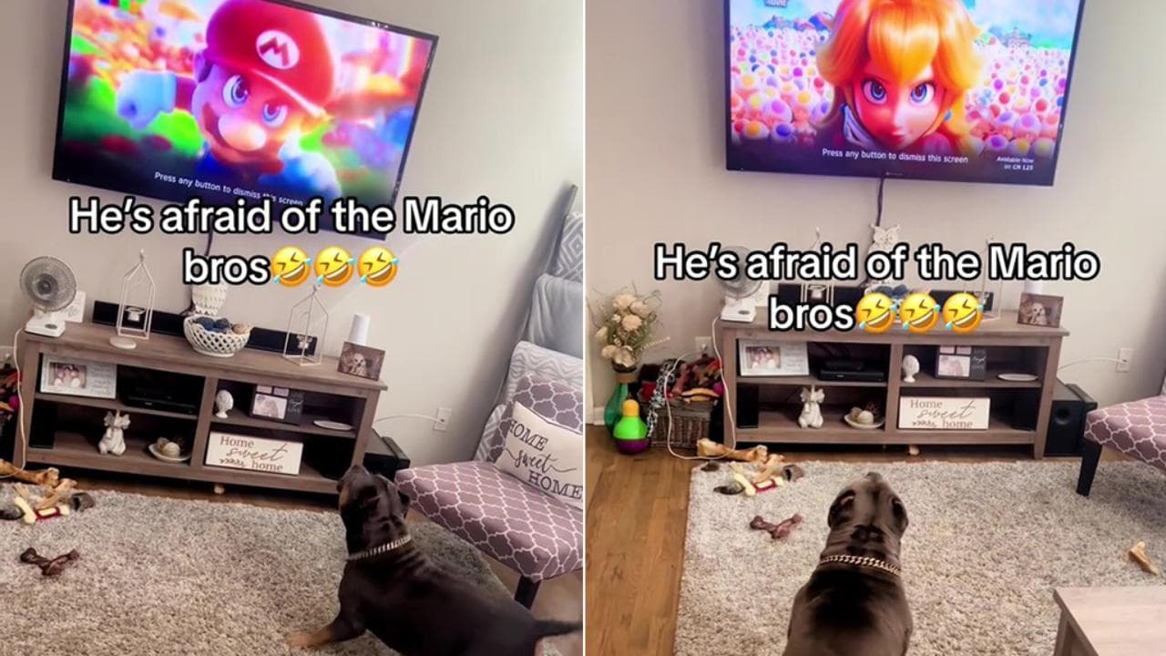 La reazione del cane di fronte al programma tv che non ama - La Stampa