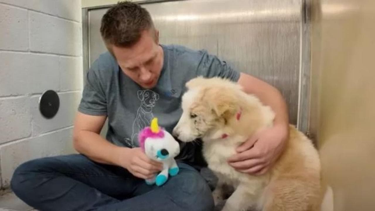 La reazione del cane al suo primo giocattolo: "Non sa come comportarsi ...