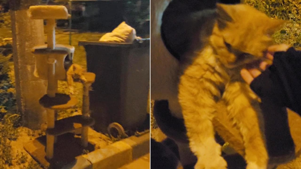 Un gatto randagio si riposa in un albero tiragraffi abbandonato nella ...
