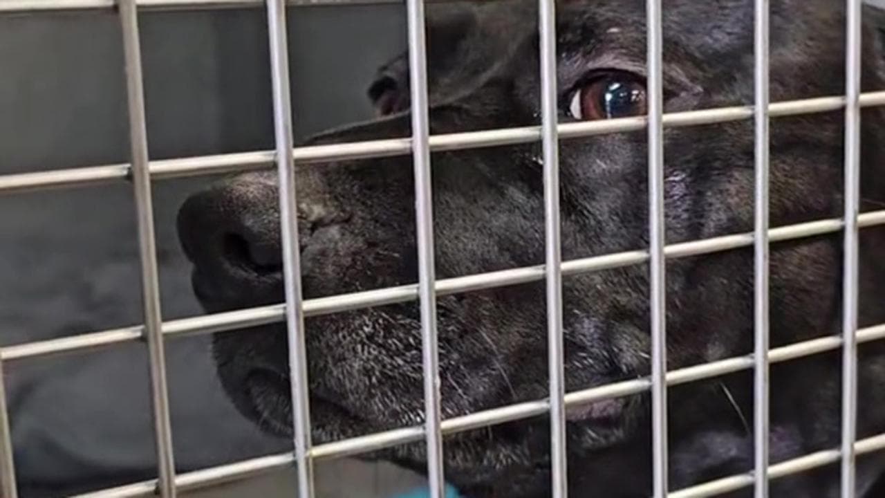 Il cane adottato dopo 900 giorni viene riportato in canile dopo 24 ore ...
