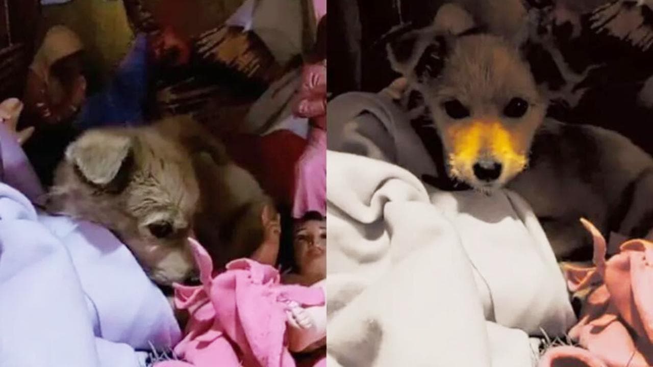 Il cane randagio adottato trova nel presepe di casa la sua cuccia ...