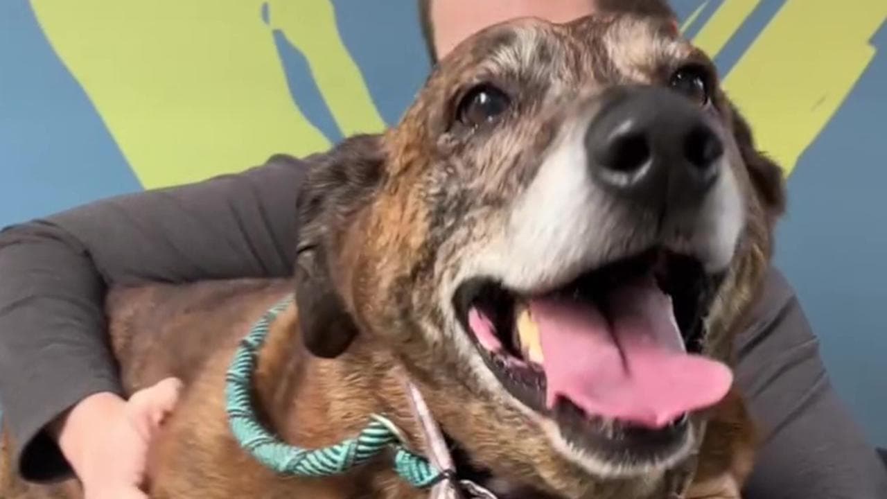 Il cane veglia il proprietario morto per giorni e poi finisce in un ...