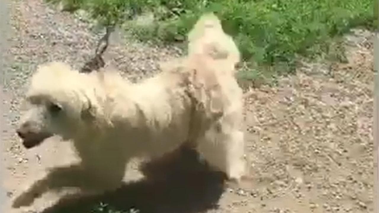 Dalla catena al collo a una nuova vita, la storia dei cani Rex e ...