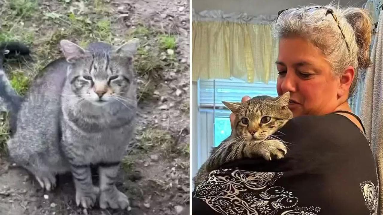 Da randagio in un parco a gatto amato sul divano - La Stampa
