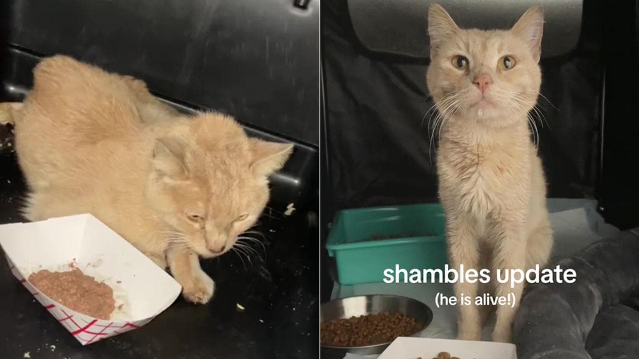 Il gatto randagio viene salvato appena in tempo - La Stampa