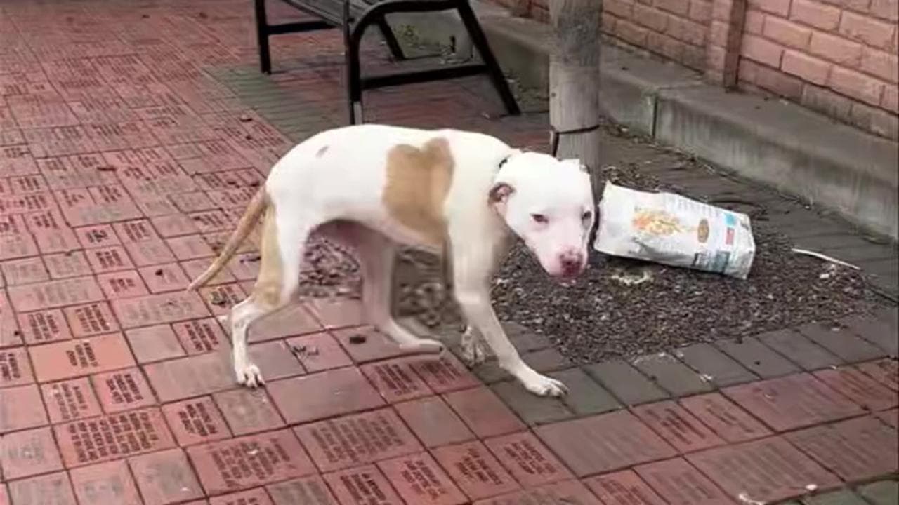 Cane lasciato legato a un albero non riesce a smettere di scodinzolare ...