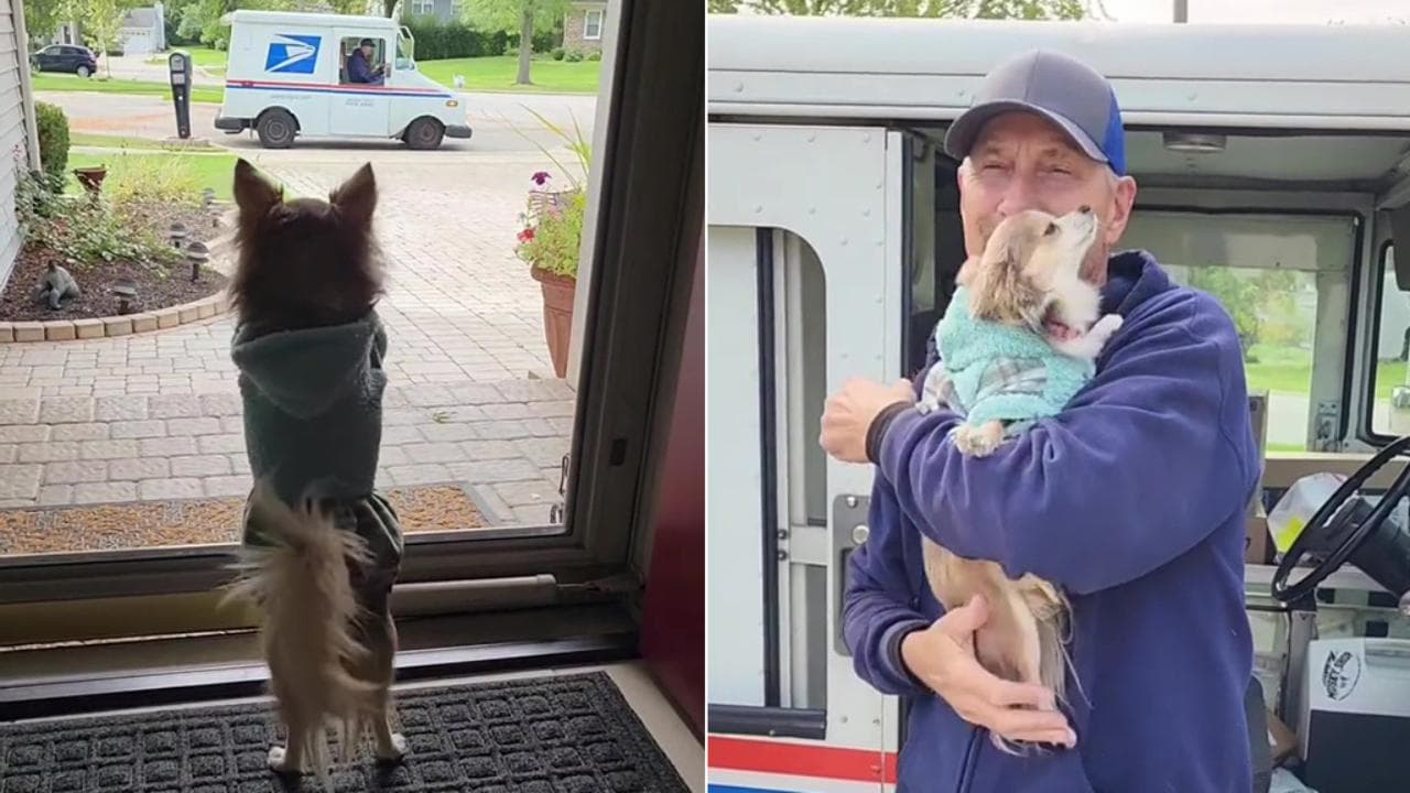 La gioia del cane Frannie quando vede arrivare il suo amico postino ...