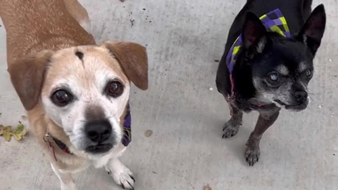 Pietra Commemorativa Personalizzata Per Cani JHB: Con Campane A Vento E Incisione Nome/data, Regalo Per La Perdita Di Un Animale
