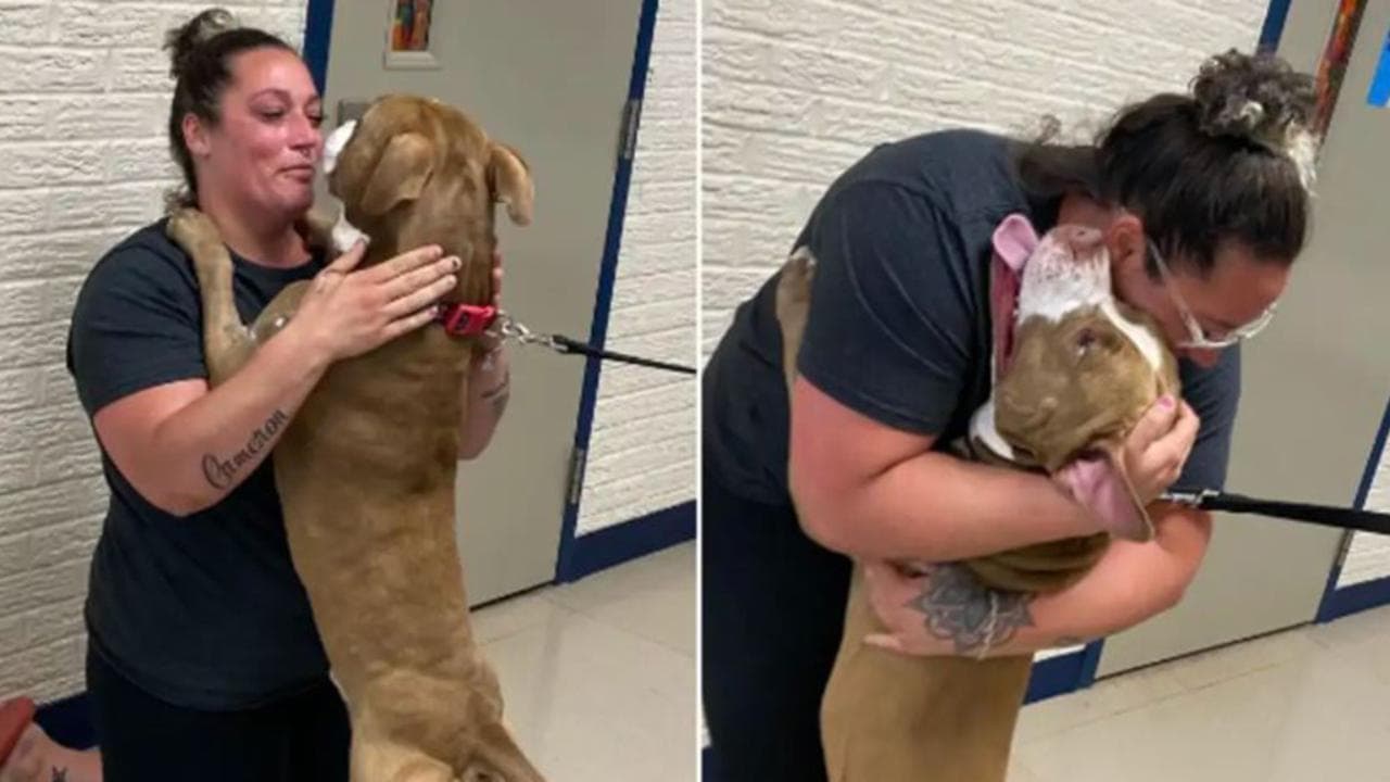 Si rivedono dopo due anni dalla scomparsa, la gioia di un cane e di una ...