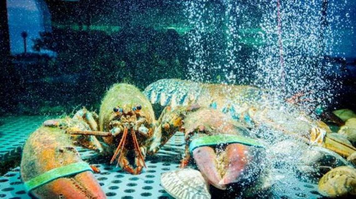 Un crostaceo con le chele legate (foto @Ali)