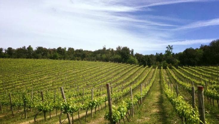 Dai pascoli al vigneto, così nasce un Montecucco che stupisce