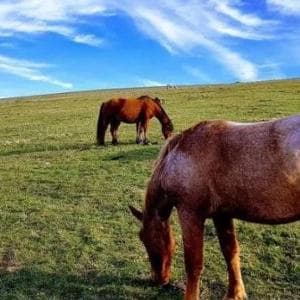 Macellazione clandestina di cavalli, quattro denunce nel Leccese
