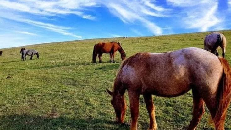 Macellazione clandestina di cavalli, quattro denunce nel Leccese