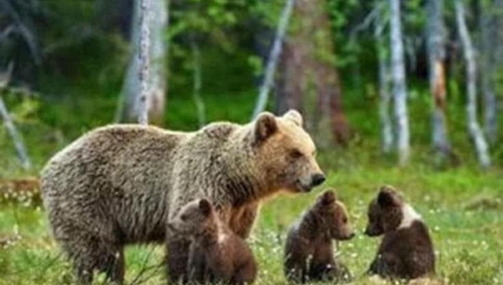 L'orsa KJ1 era la più anziana del Trentino: aveva circa 22 anni ed era mamma di tre cuccioli