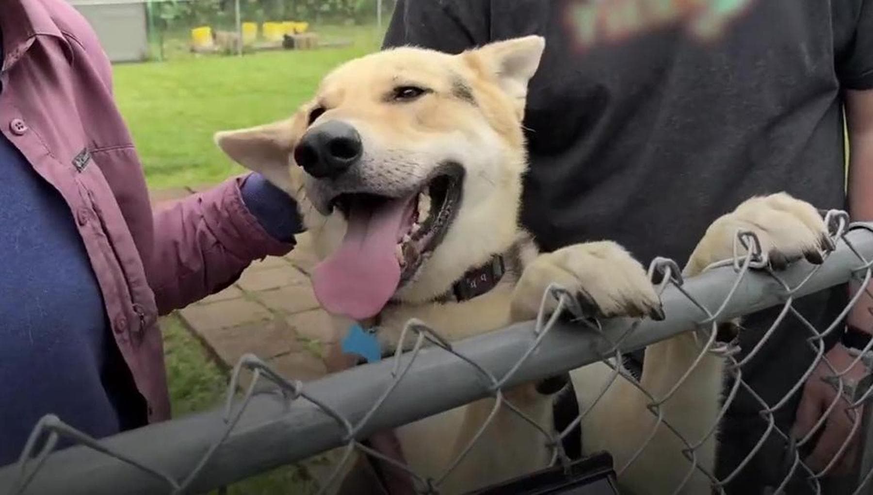 Per quattro anni il cane Timothy ha vissuto in una gabbia all’aperto ...