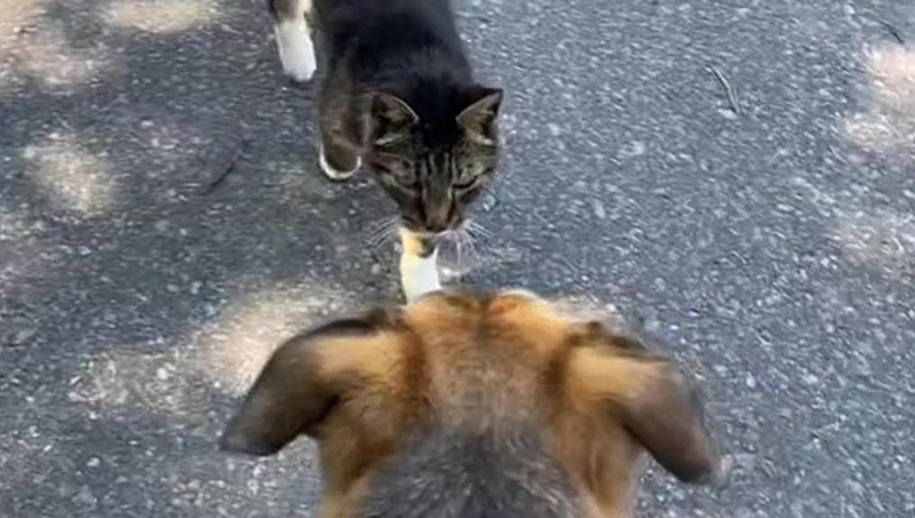 Uno gatto randagio incontra e si struscia su un cane anziano: il suo ...
