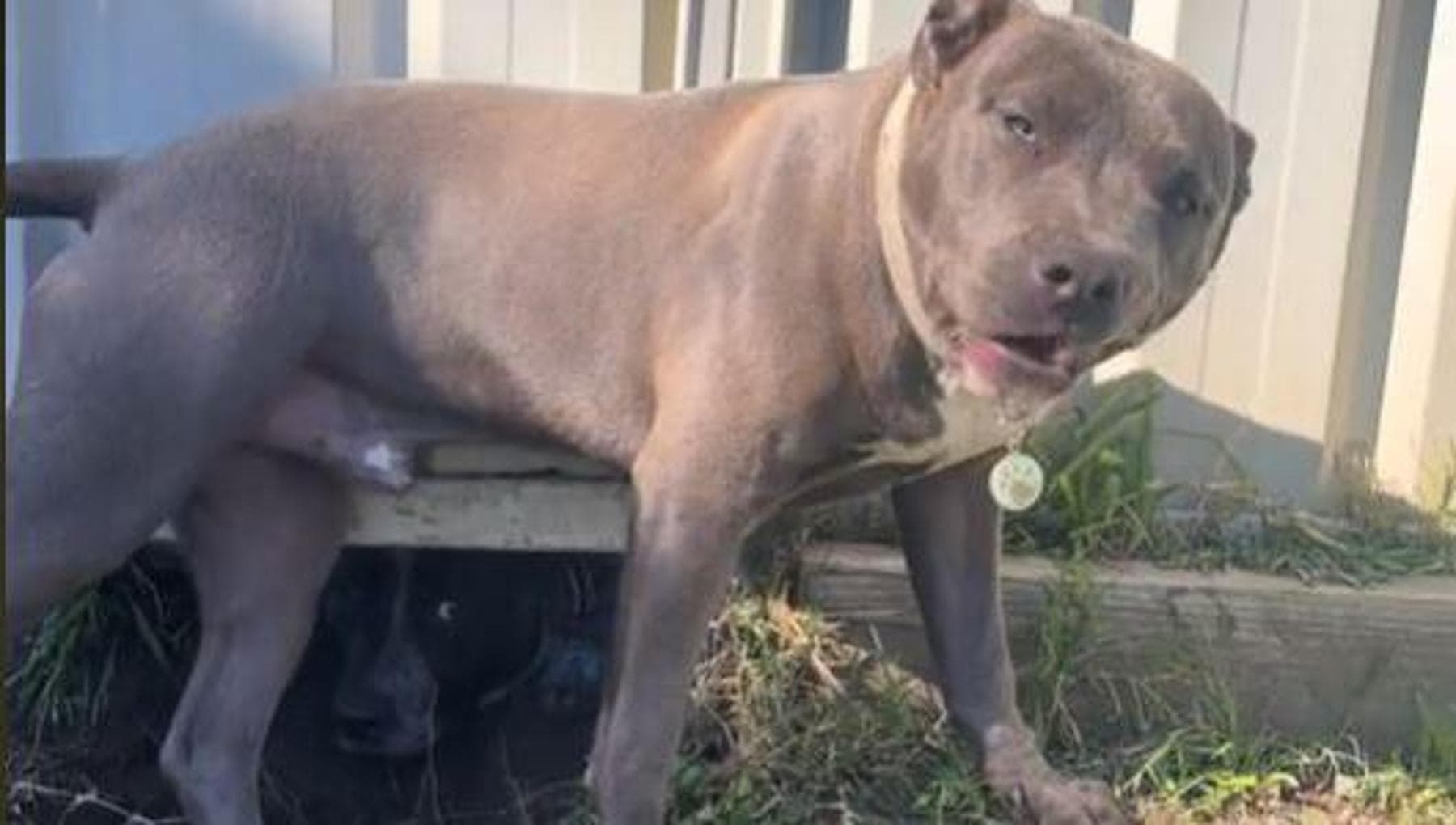 Il cane Zeus ha trovato un modo speciale per incontrare il suo amico ...