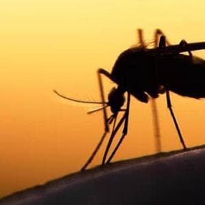 Virus Usutu, cos’è e come si trasmette, i sintomi e come si cura